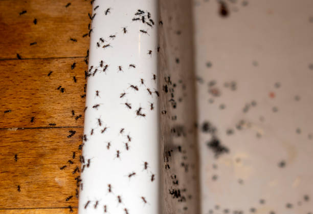 Best Cockroach Control Services  in Dearborn, MI
