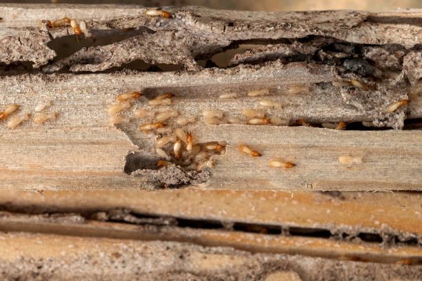 Best Emergency Pest Control  in Dearborn, MI