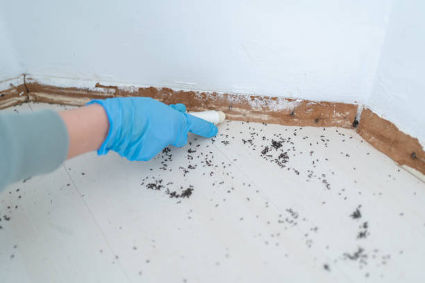 Best Pest Control Near Me  in Dearborn, MI